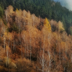 Alpe Alagua