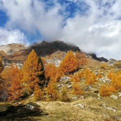00016casarola2019