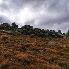 00029casarola2019