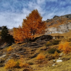 00031casarola2019