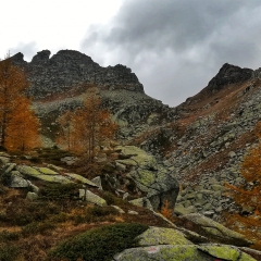 00033casarola2019